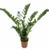 Zamioculcas zamiifolia è una pianta succulenta della famiglia delle Aracee