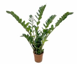 Zamioculcas zamiifolia è una pianta succulenta della famiglia delle Aracee