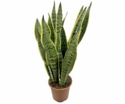 Sanseveria laurenti è una pianta succulenta della famiglia delle Asparagacee
