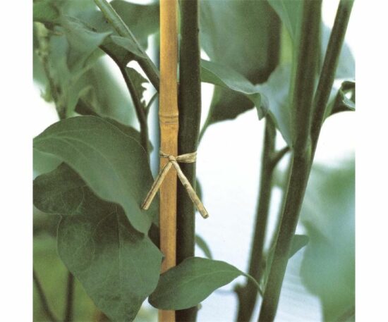 Canna di bamboo da utilizzare come tutore per le piante.