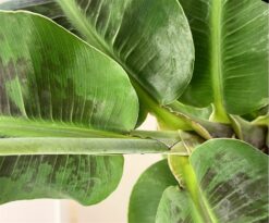 Banana Dwarf Cavendish è una coltura triploide di banana originaria del Vietnam e della Cina. È divenuta il sostituto principale della cultivar Gros Michel negli anni cinquanta dopo che i raccolti di quest'ultima furono decimati dall'epidemia di Panama.