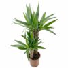 Yucca è un genere di piante facente parte della famiglia Asparagaceae
