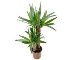 Yucca è un genere di piante facente parte della famiglia Asparagaceae