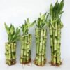Piccole talee di fusto dotate di radici e foglie simili al bambu'