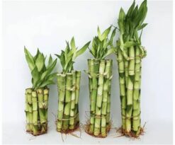 Piccole talee di fusto dotate di radici e foglie simili al bambu'