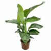 Strelitzia Banks è un genere di piante erbacee appartenente alla famiglia delle Strelitziaceae