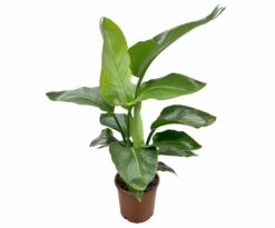 Strelitzia Banks è un genere di piante erbacee appartenente alla famiglia delle Strelitziaceae