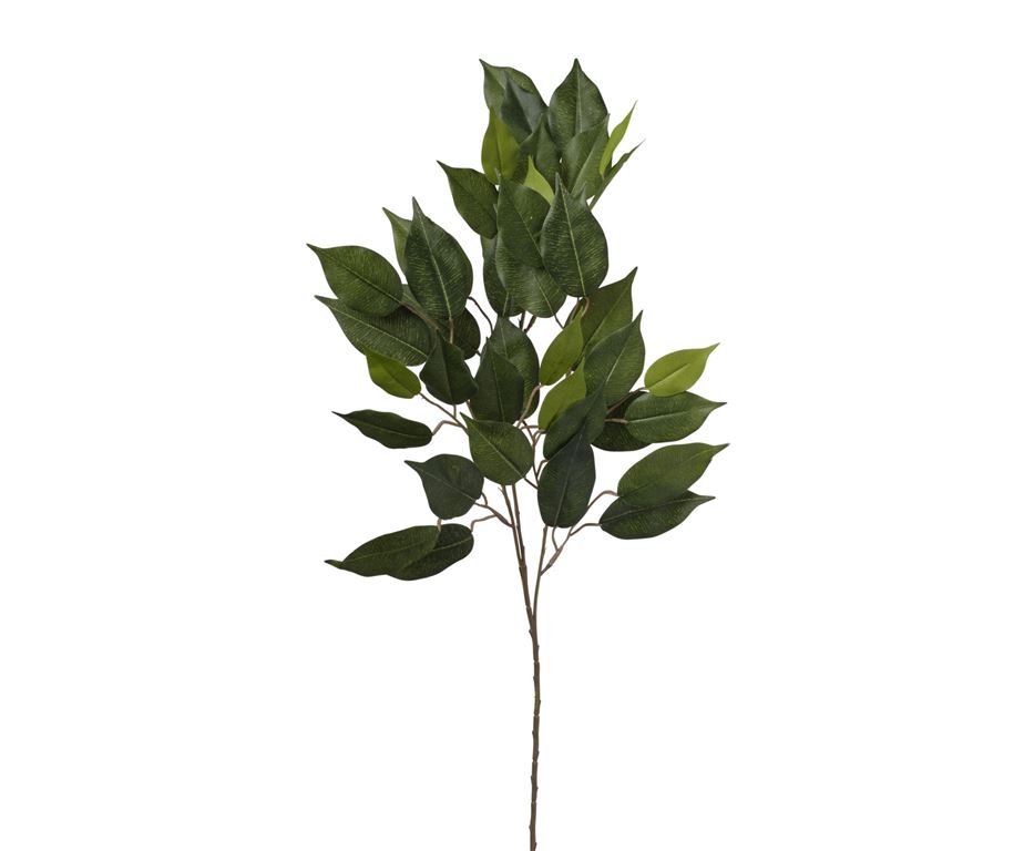 Ficus cm 71 verde