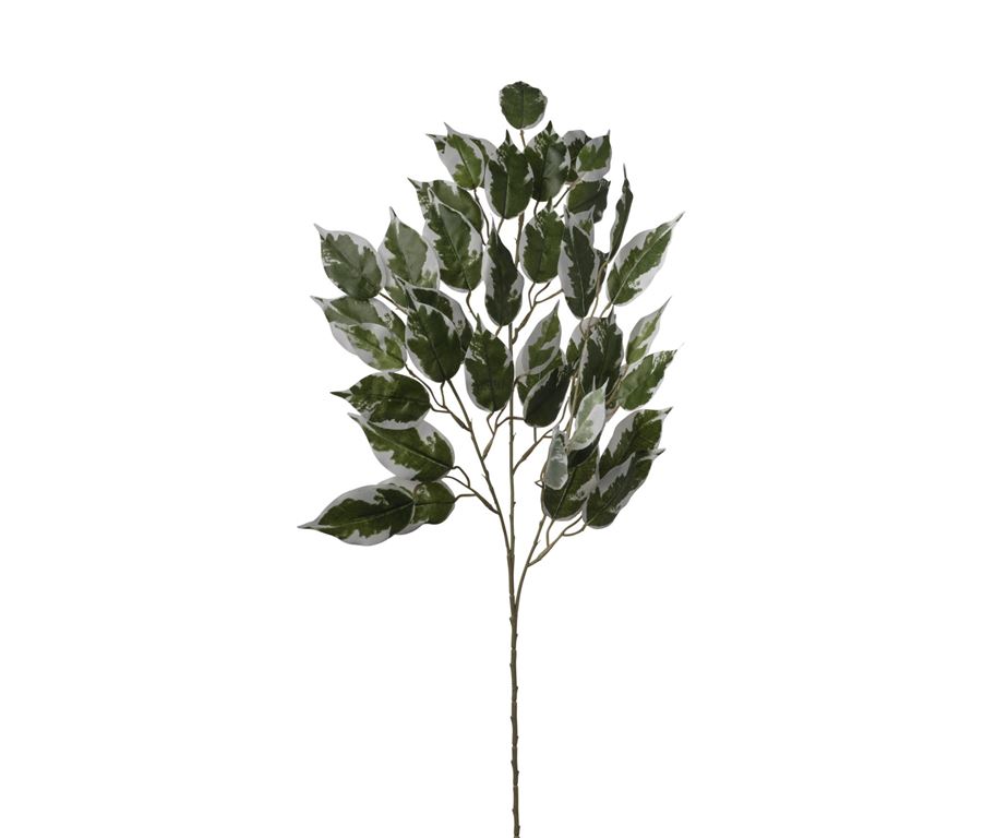 Ficus cm 71 variegato